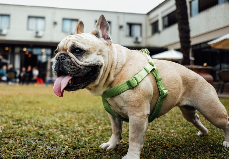 Stock Photo of French Bulldog with a harness
