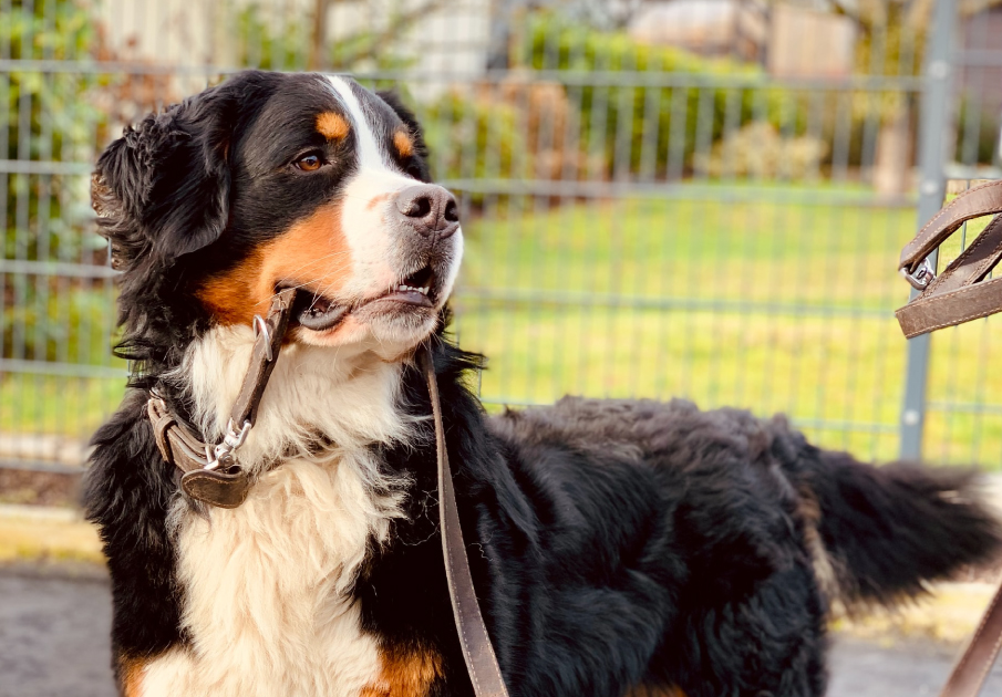 Bermese Mountain Dog