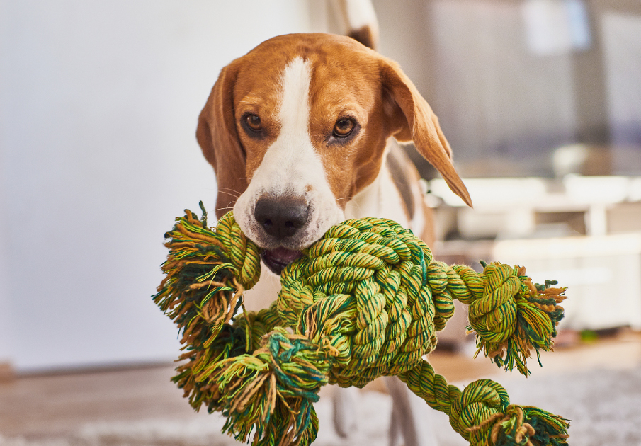 Stock photo of beagle with dog toy Stock photo of beagle with dog toy