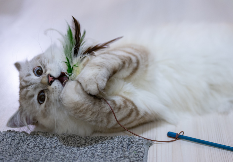 Stock Photo of Cat playing with Cat toy