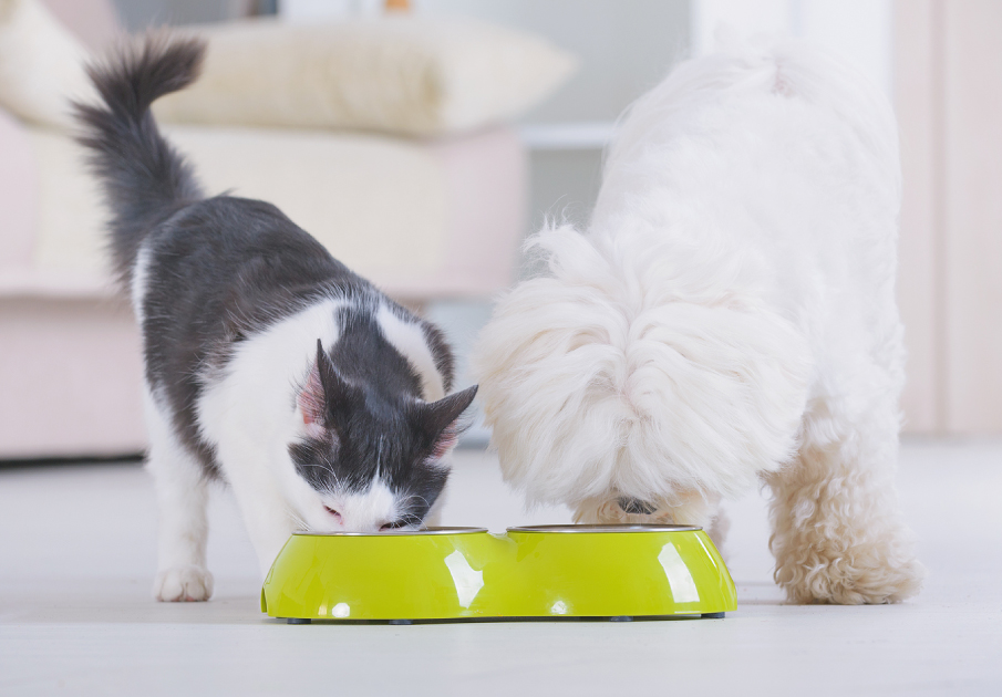 Cat and Dog Drinking Cat and Dog Drinking