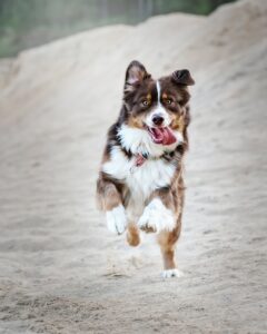 Stock Photo of Border Collie 2