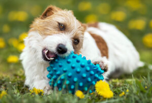 Stock Photo of Jack Russel Terrier 3