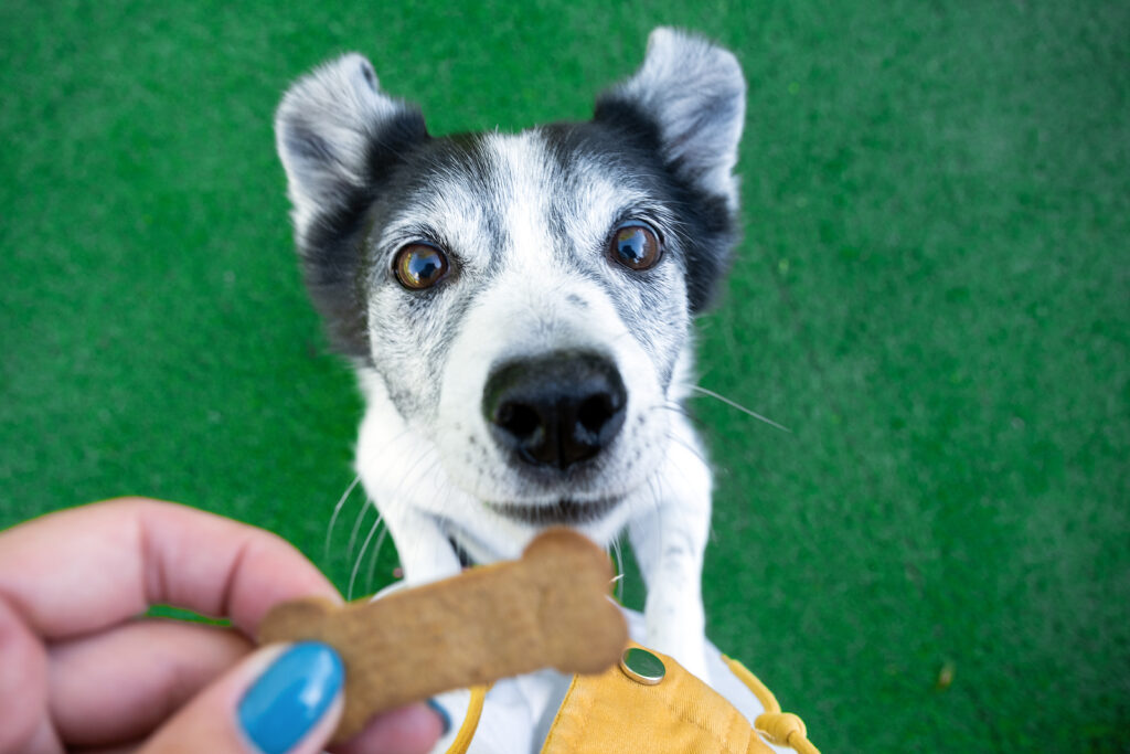Dog Visitor at Luca's begging for dog treat 2