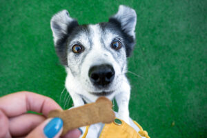 Dog Visitor at Luca's begging for dog treat 2