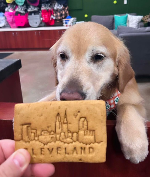 Golden Retriever enjoying Barkery treat