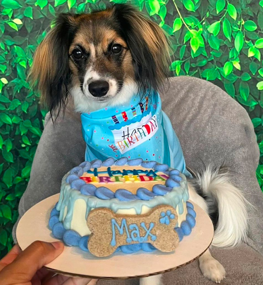 Max the little dog enjoying dog birthday cake