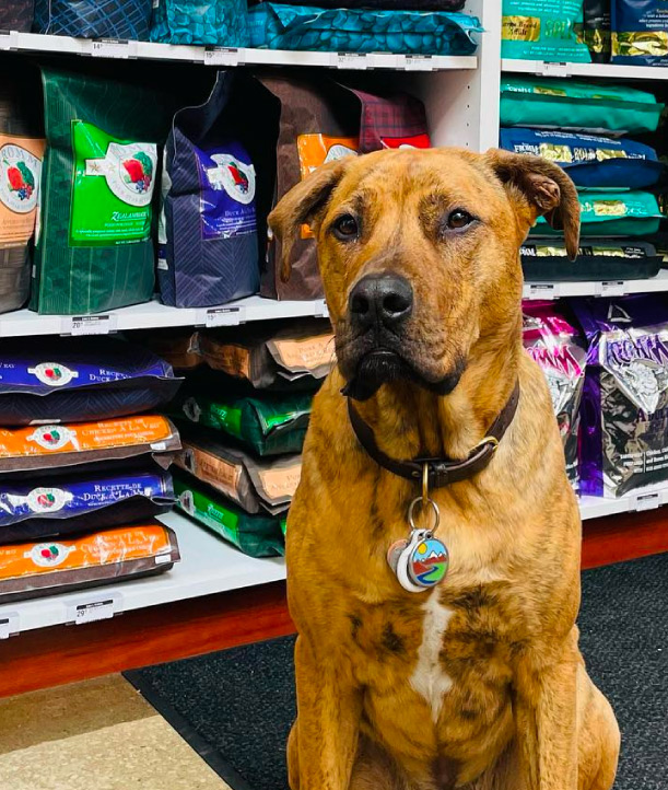 Local Dog in front of dog food
